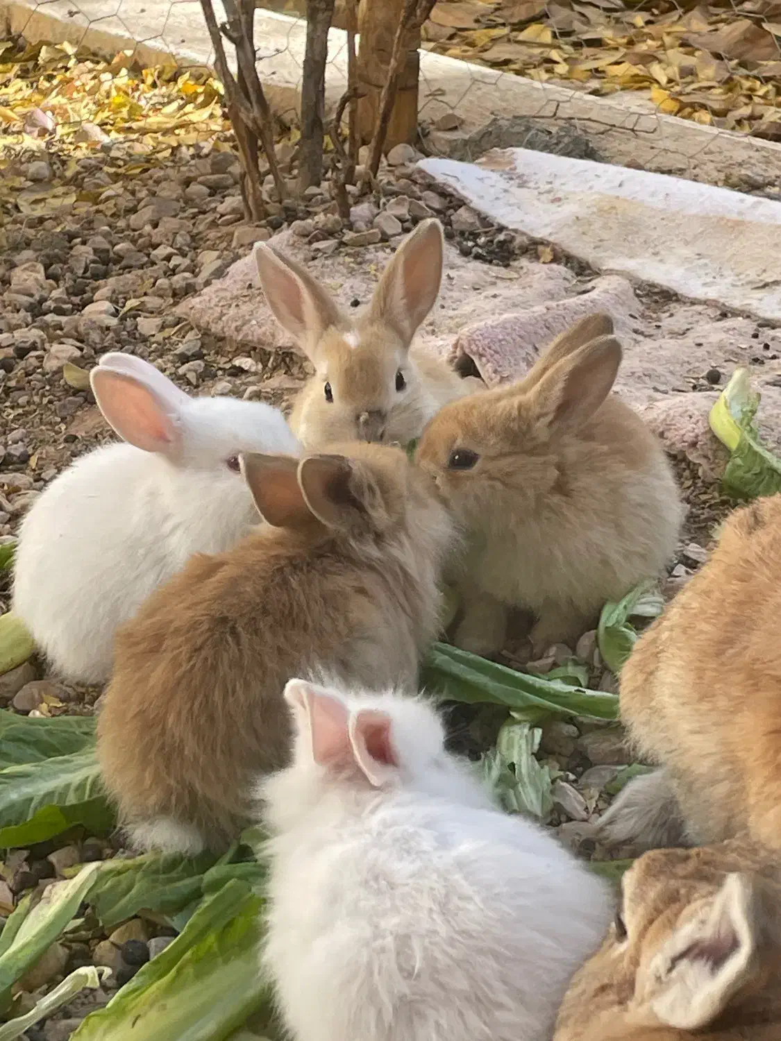 خرگوش مینی لوپ|موش و خرگوش|شیراز, شیمی گیاه|دیوار