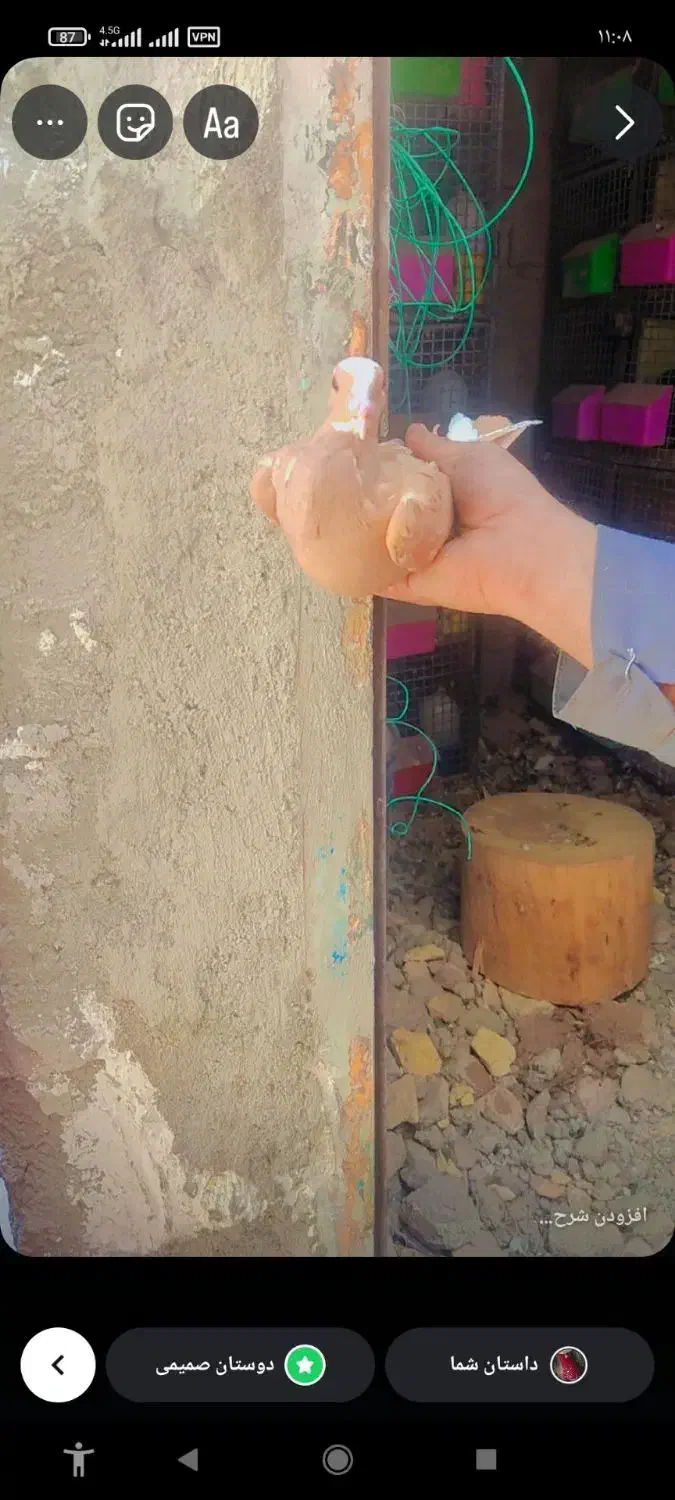 زردپلنگ جفتگاه|پرنده|کرمان, |دیوار