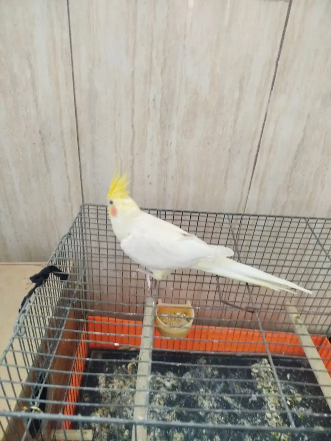 عروس هلندی ماده|پرنده|صباشهر, |دیوار