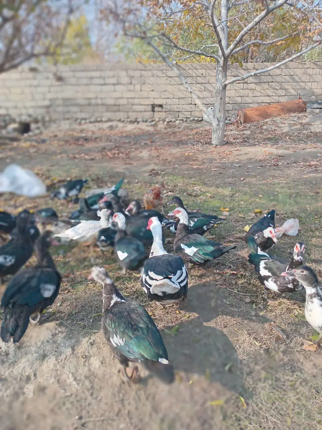 اردک شمال|حیوانات مزرعه|انزل, |دیوار