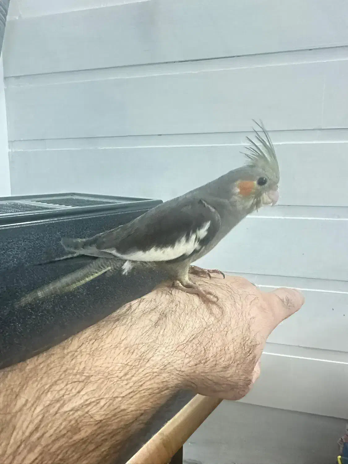 جوجه عروس|پرنده|قم, کلهری|دیوار