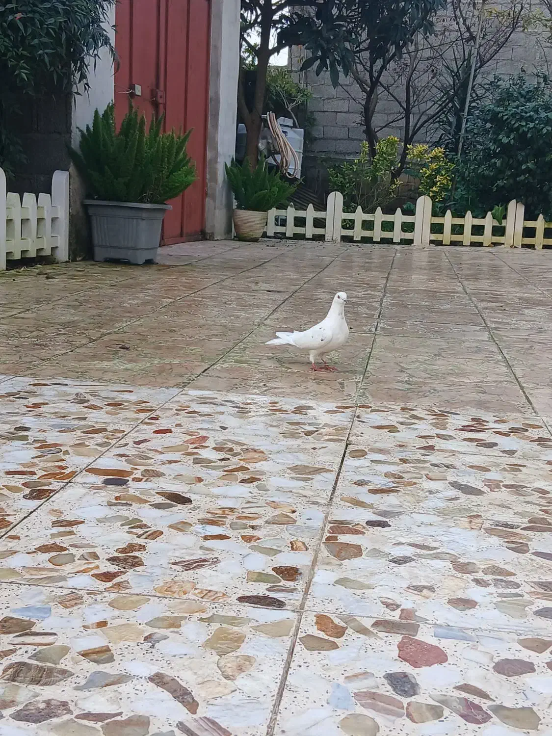 کبوتر|پرنده|خمام, |دیوار