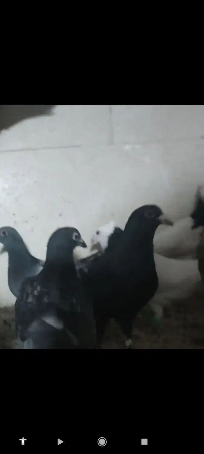 زاغ کرمانی|پرنده|گتوند, |دیوار