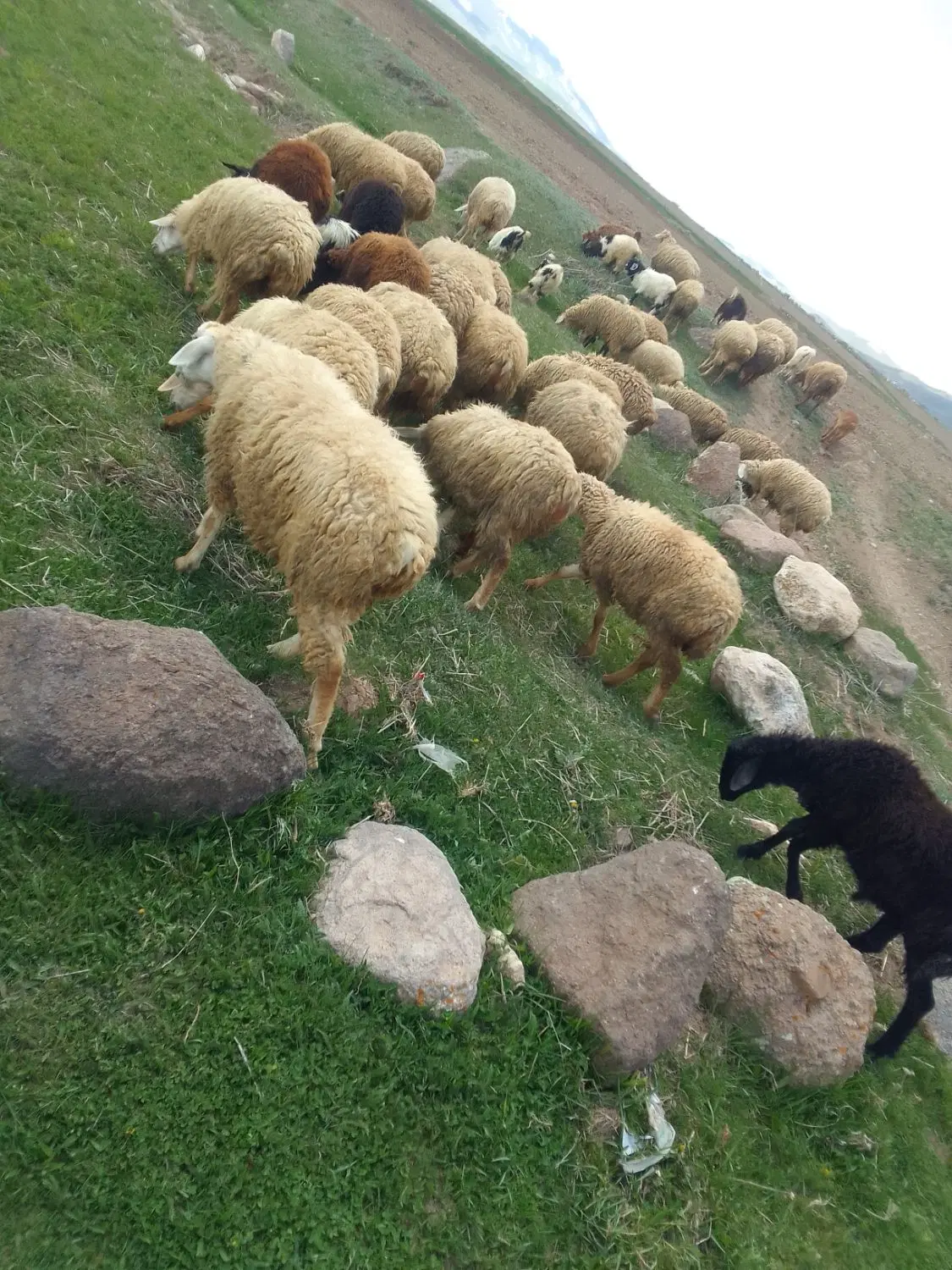 ۵۷۰۰۰۰۰۰۰|حیوانات مزرعه|نیر (اردبیل), |دیوار