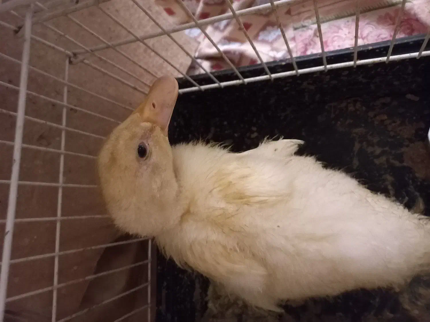 اردک|حیوانات مزرعه|تهران, شیوا|دیوار