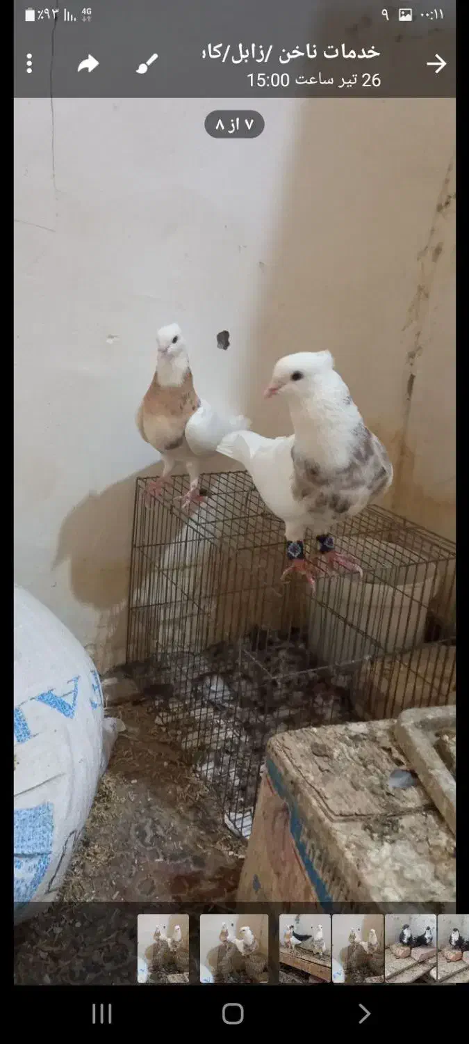 طوقی|پرنده|زابل, |دیوار