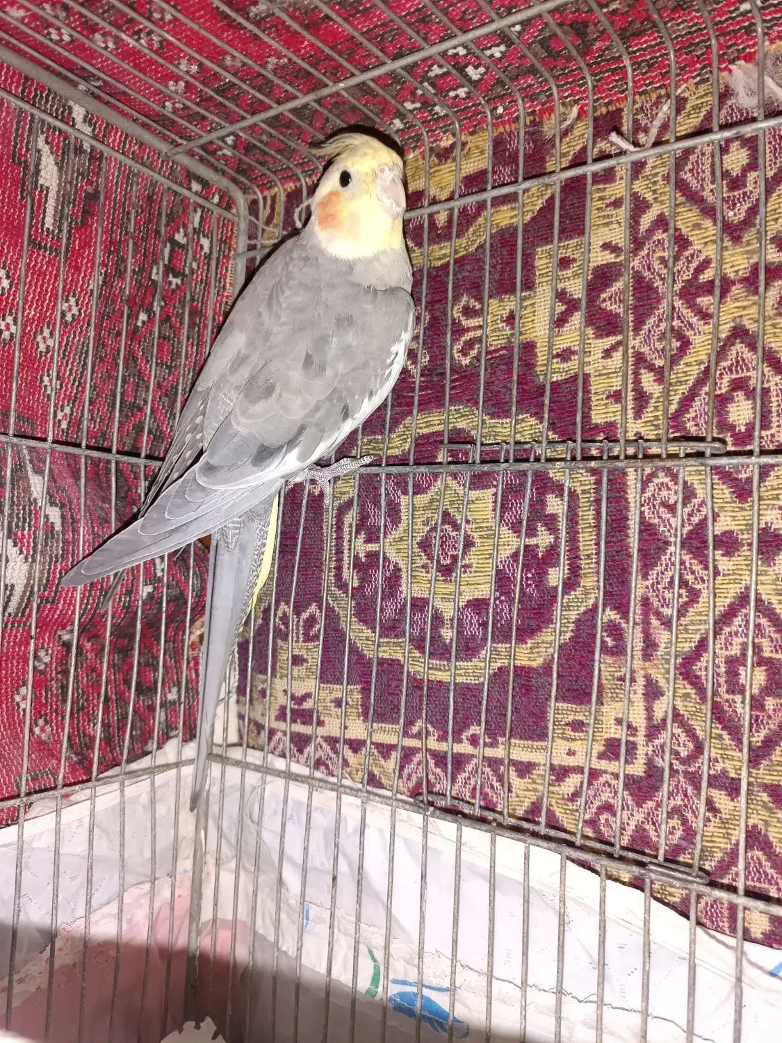 عروس هلنی نر|پرنده|تهران, زرگنده|دیوار