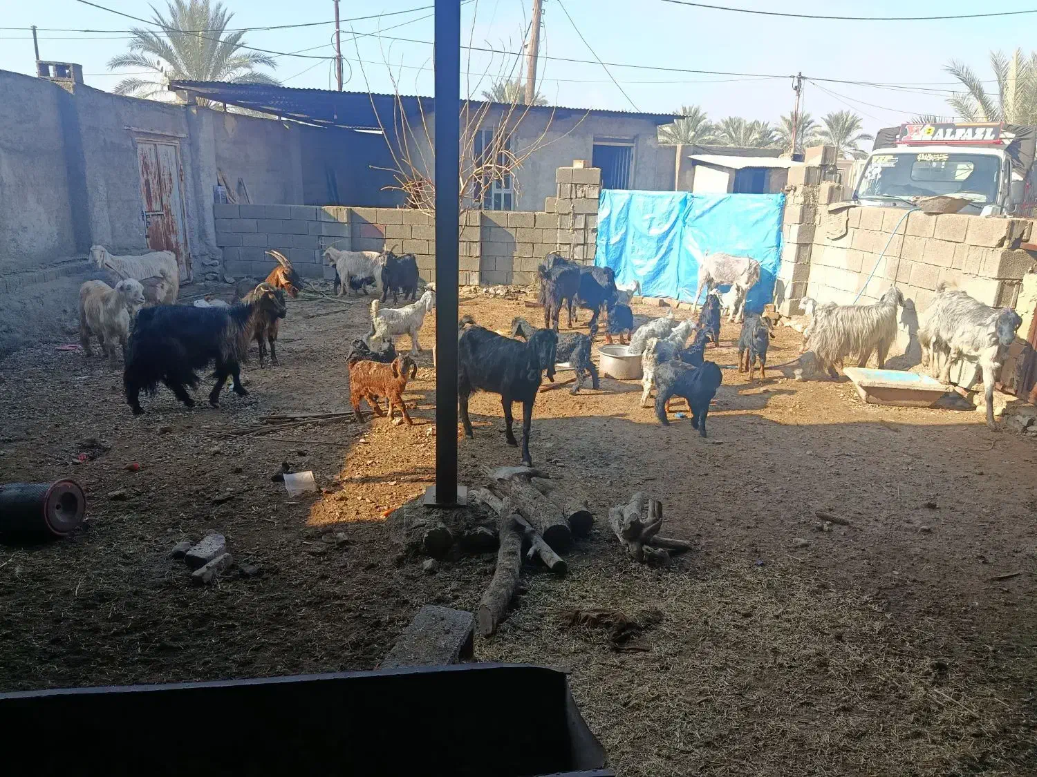 بز کهره دار|حیوانات مزرعه|کازرون, |دیوار