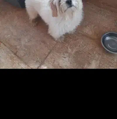 سگ پامرپیداشده|سگ|سرعین, |دیوار