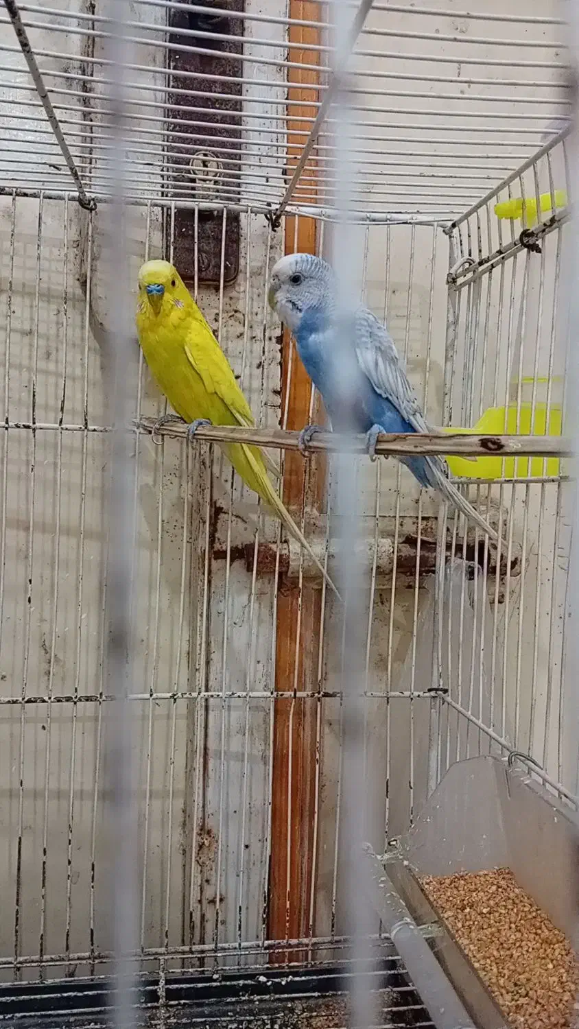 جفت مرغ عشق. ماده اسپانگل. نرم زرد کاشانی|پرنده|زهک, |دیوار