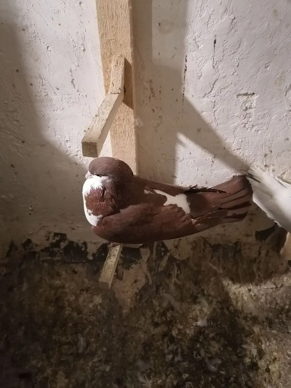 کبوتر|پرنده|نیشابور, شهرک اندیشه|دیوار