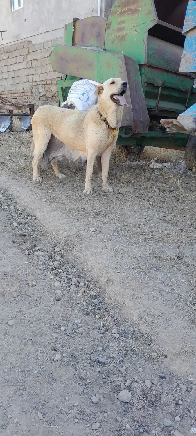 سگ سگ|سگ|تویسرکان, |دیوار