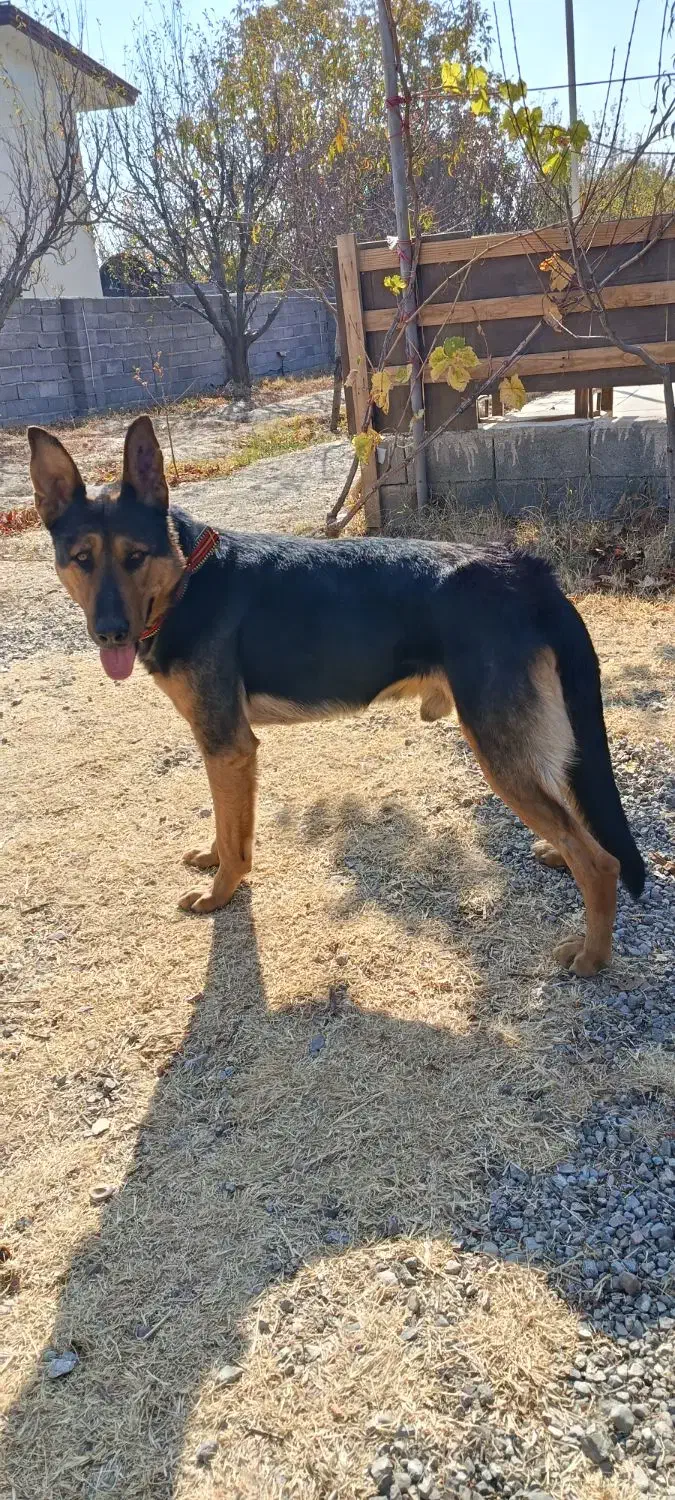 سگ گرگی|سگ|ارومیه, |دیوار