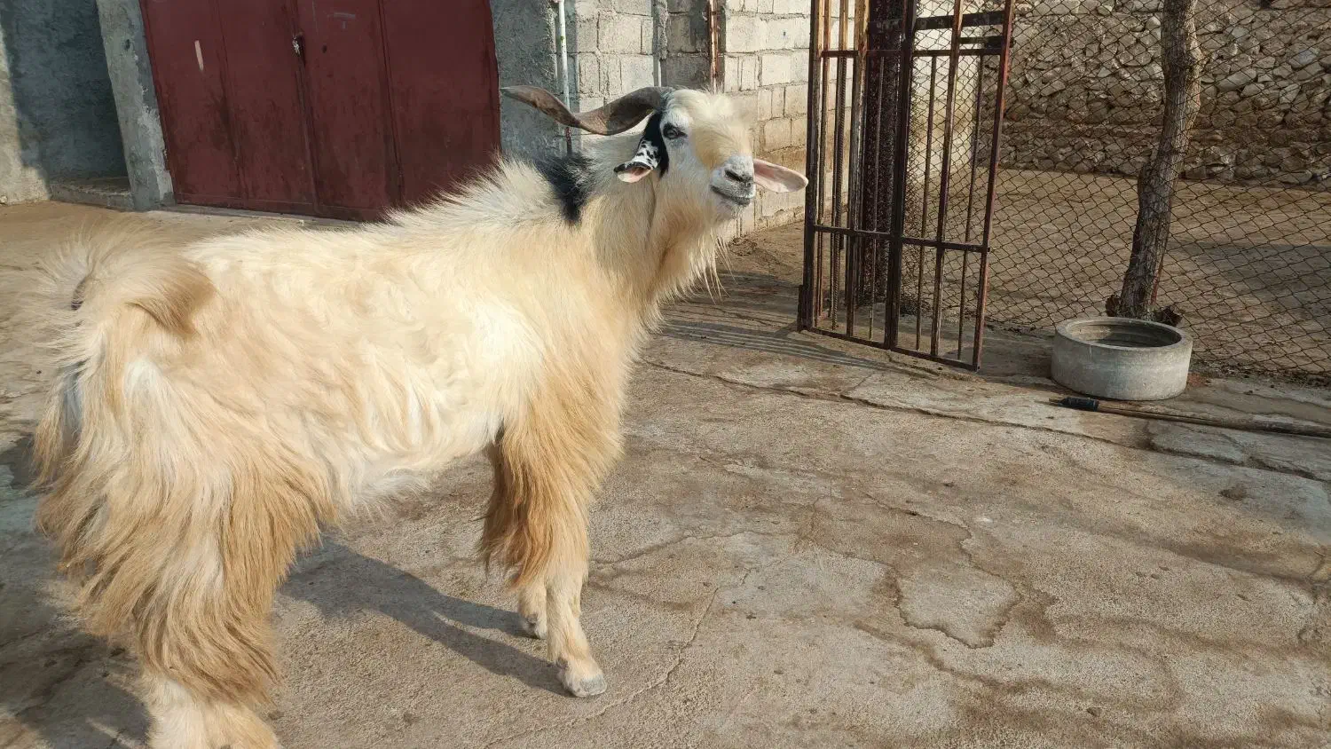 فروش پازن درجه یک|حیوانات مزرعه|خورموج, |دیوار