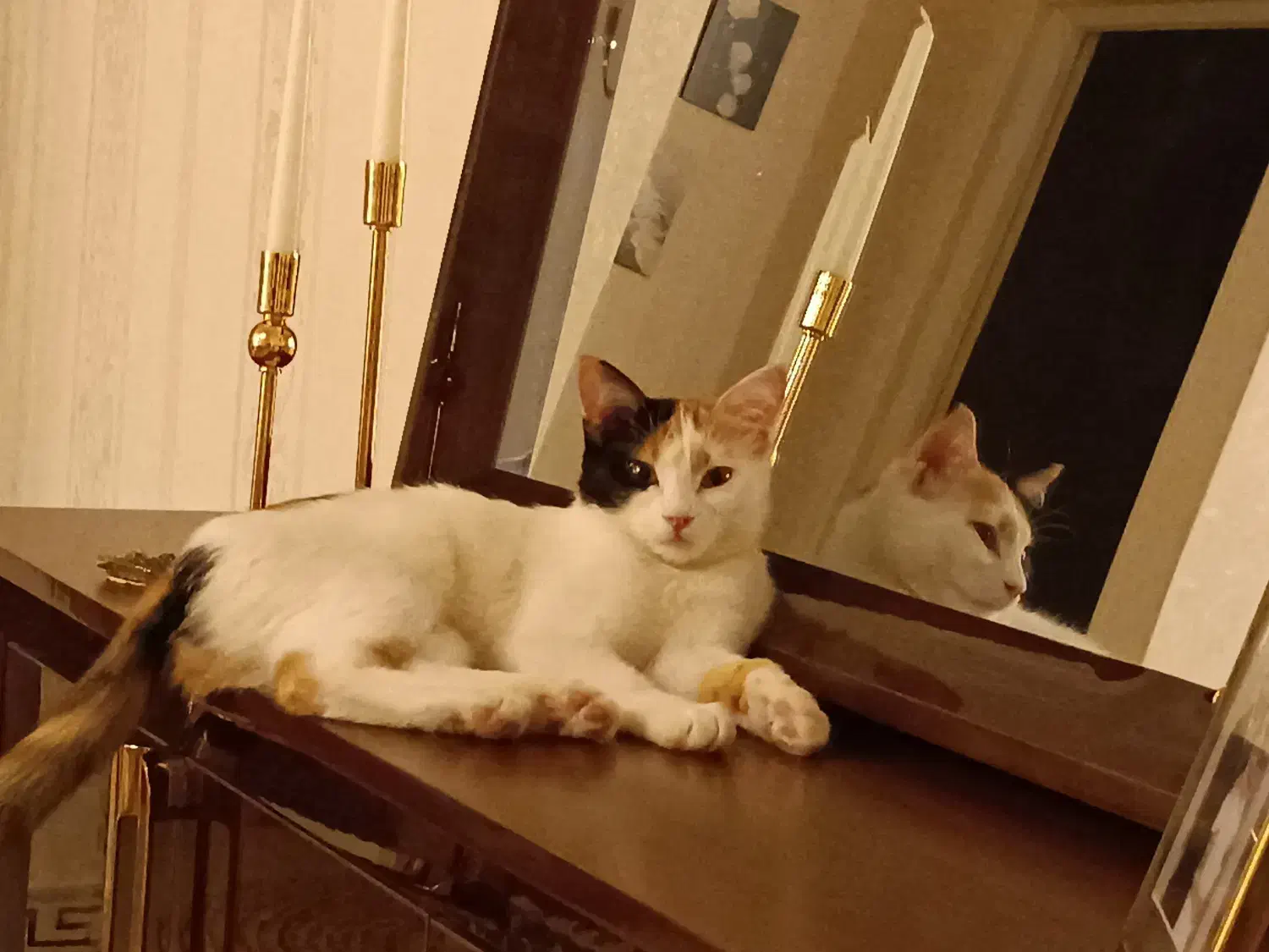 واگذاری رایگان|گربه|اراک, |دیوار