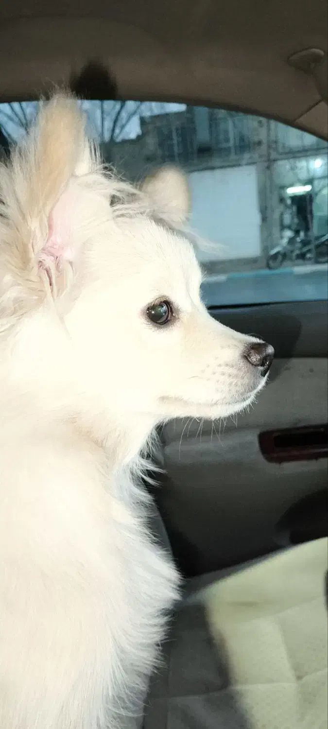 سگ پامر گمشده|حیوانات|سیرجان, |دیوار