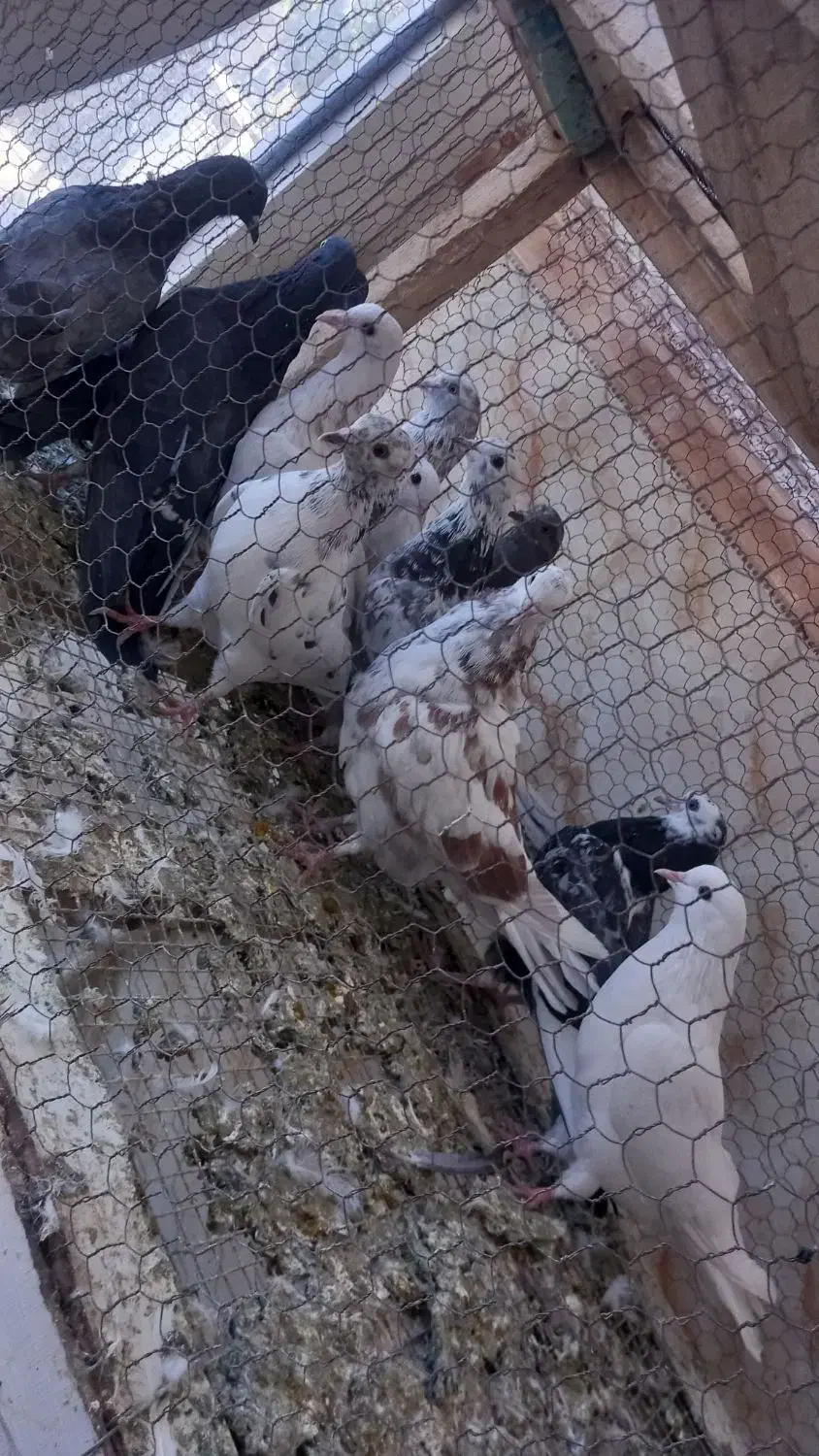 ۱۲ عدد کفتر پرشی دانه ای ۱۰۰|پرنده|شراء, |دیوار