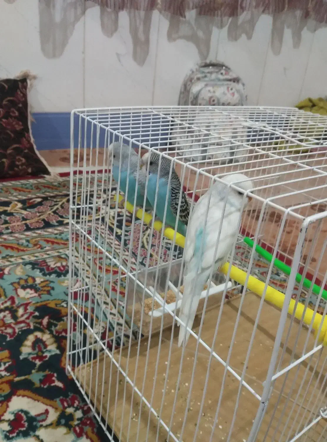 مرغ عشق|پرنده|سلامی, |دیوار