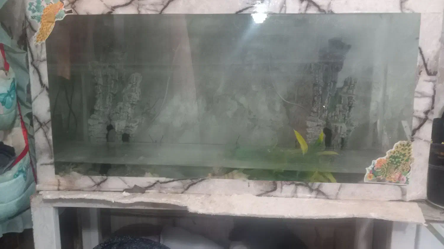 آکواریوم|ماهی|زابل, |دیوار