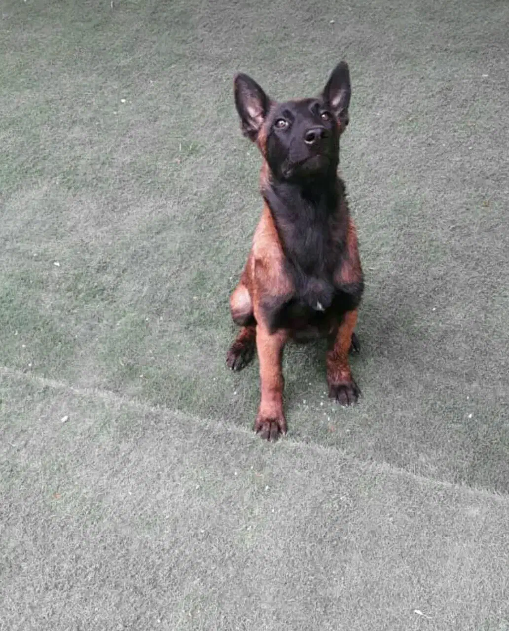 بلژین مالینویز Belgian malinois|سگ|تهران, زعفرانیه|دیوار