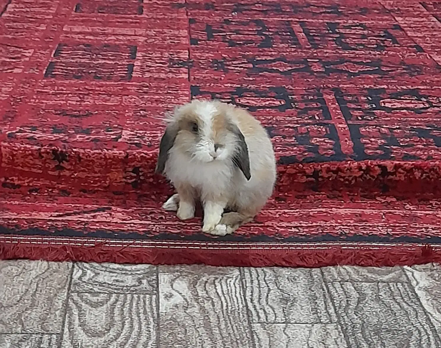 خرگوش لپ اروم دستی|موش و خرگوش|لنگرود, |دیوار