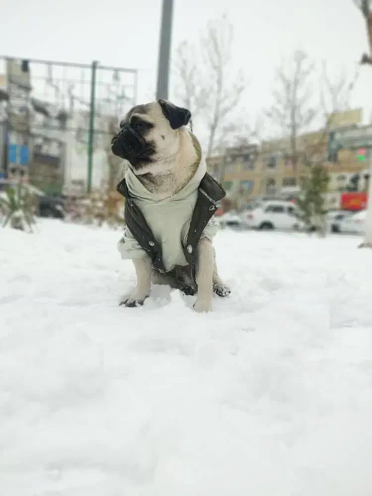 سگ نژاد پاگ نر و ماده|سگ|اندیشه, اندیشه فاز ۱|دیوار