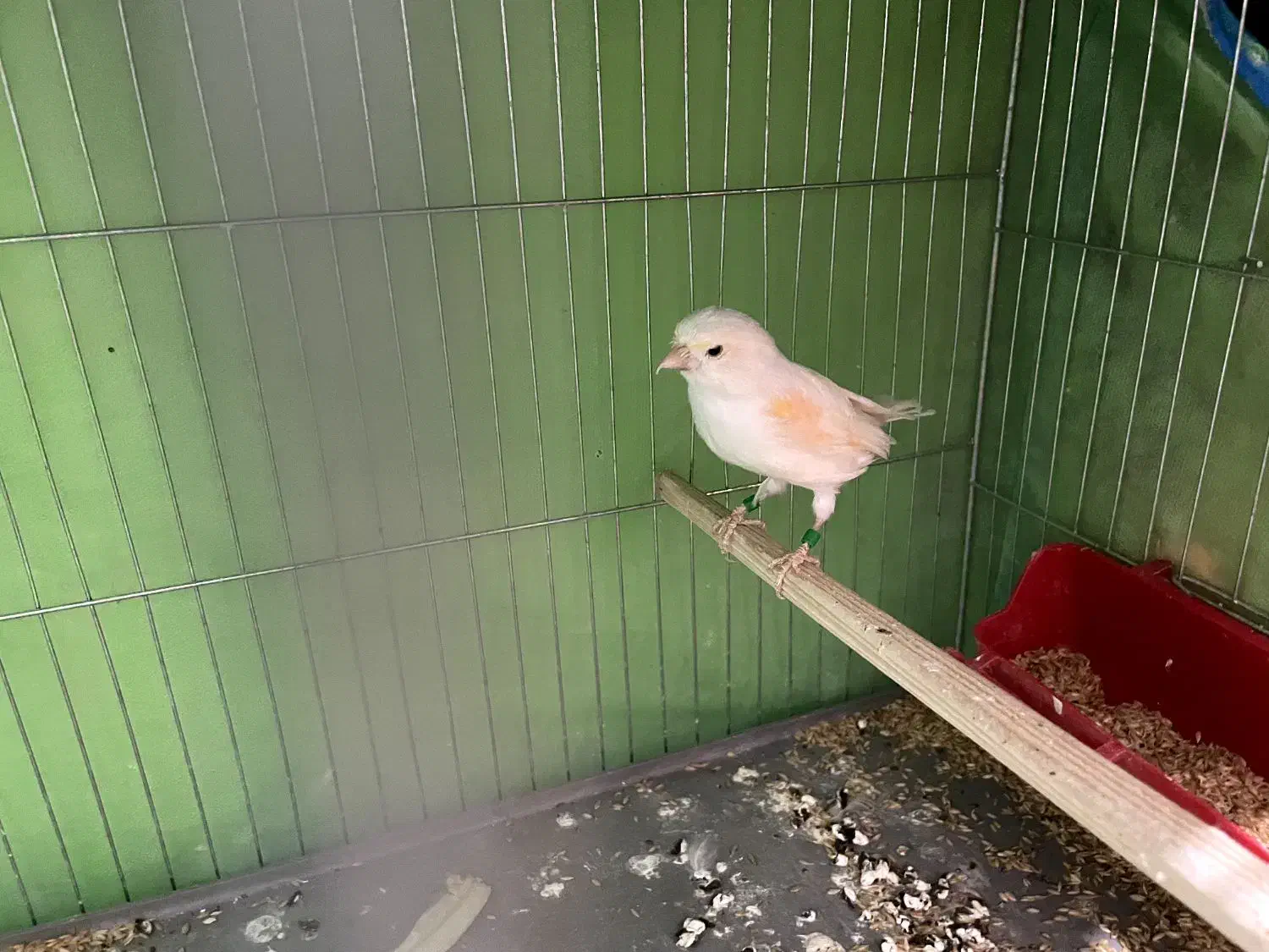 قناری و سهره|پرنده|هشتگرد, شهرک راه آهن|دیوار