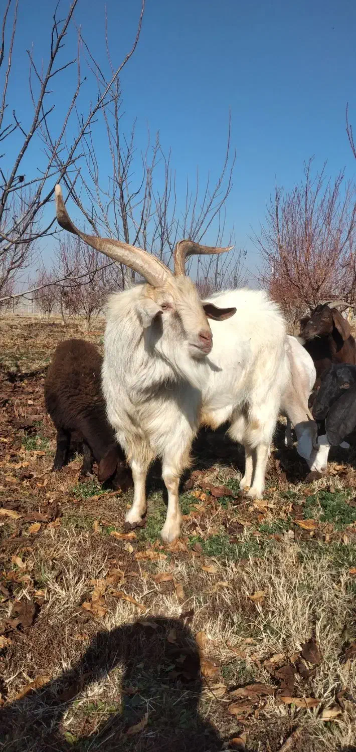 نر بز سانن اصل|حیوانات مزرعه|باروق, |دیوار