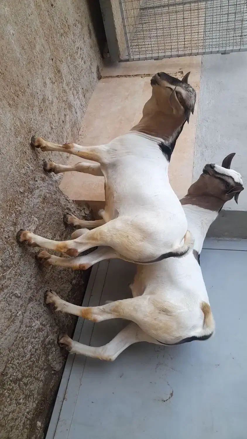 نر سومال ۱۰ ماهه|حیوانات مزرعه|تخت, |دیوار