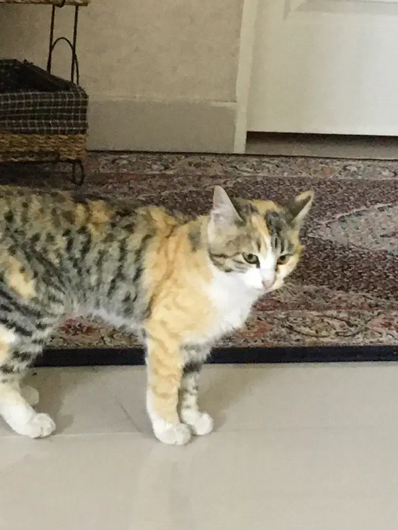 گربه اهلی واگذار میشه رایگان|گربه|تهران, منیریه|دیوار