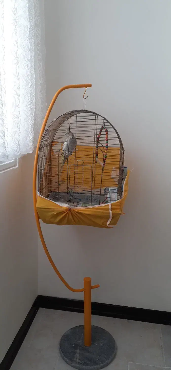 عروس هلندی ماده|پرنده|فولادشهر, C8|دیوار