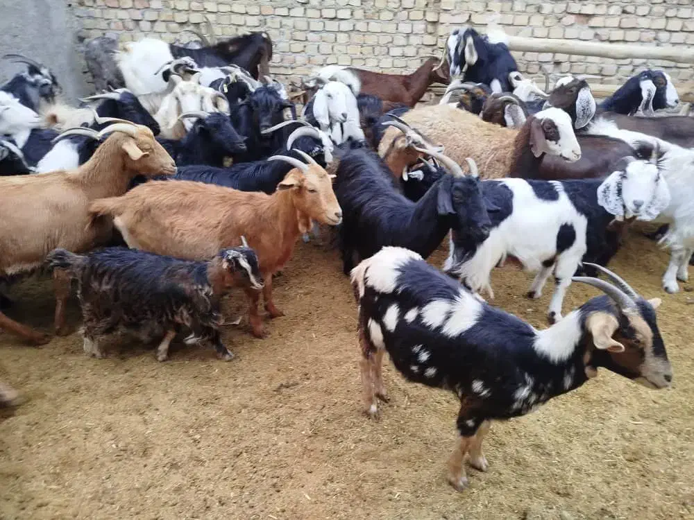 بز دورگ|حیوانات مزرعه|ورامین, ورامین|دیوار