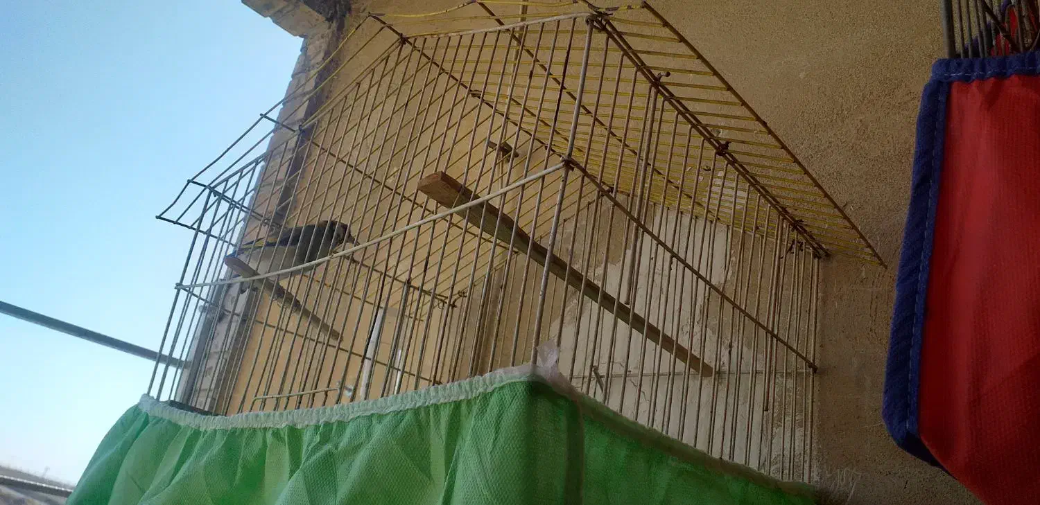 قفس پرنده|لوازم جانبی حیوانات|ایلام, |دیوار