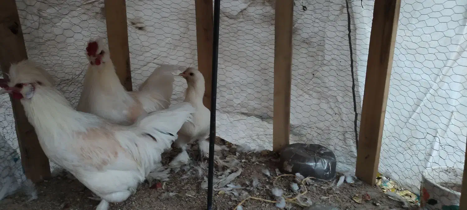 مرغ و خروس سلطان|حیوانات مزرعه|زرند, |دیوار