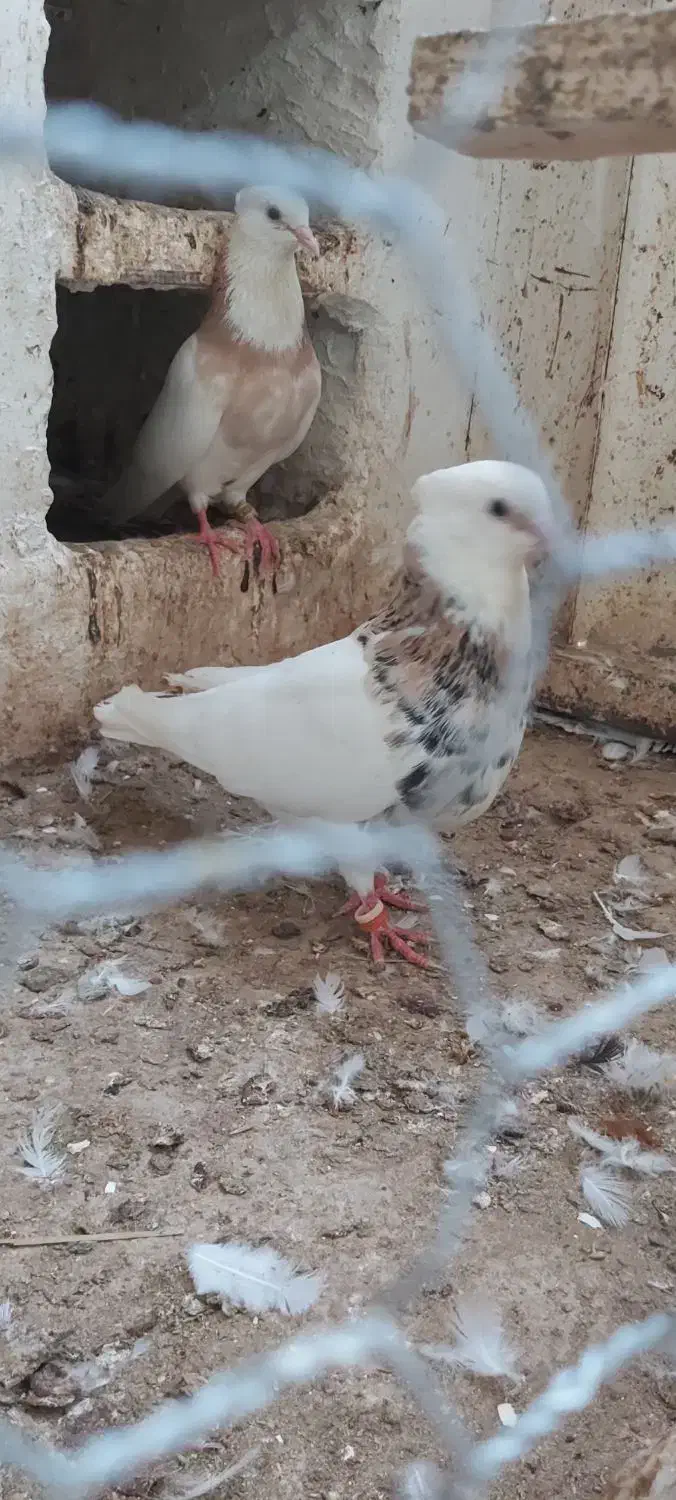 30 تا طوقی|پرنده|شیراز, حومه شیراز|دیوار