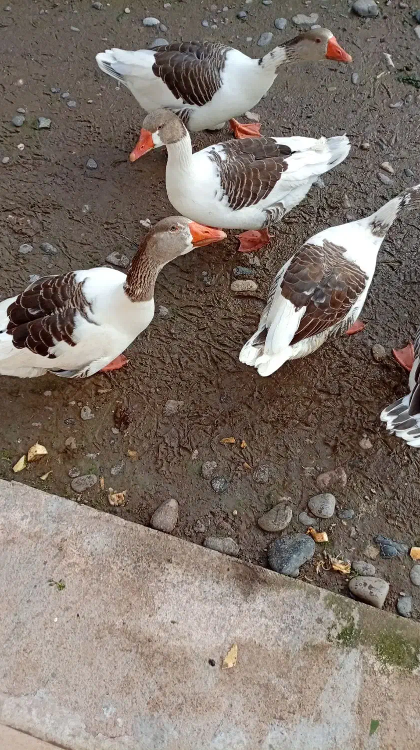 فروش سه عددغاز نر محلی سالم و گوشتی|حیوانات مزرعه|لولمان, |دیوار