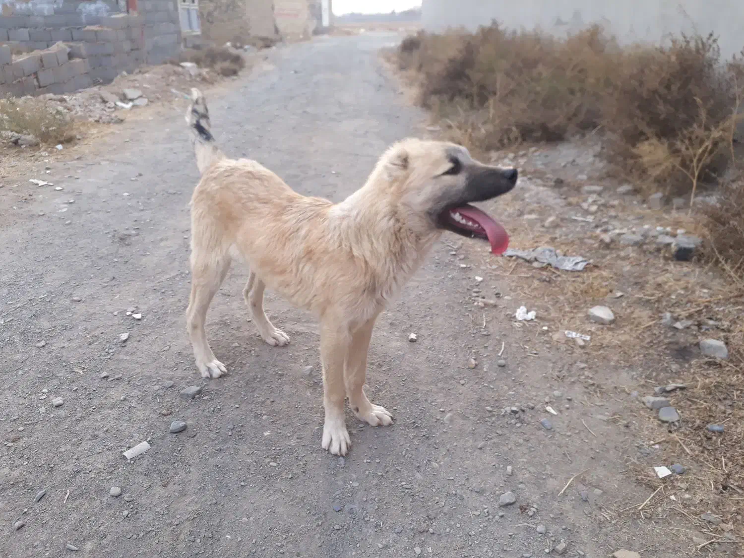 توله سگ خراسانی و قهدریجانی. کوچوک|سگ|مشهد, خلق آباد سفلی|دیوار