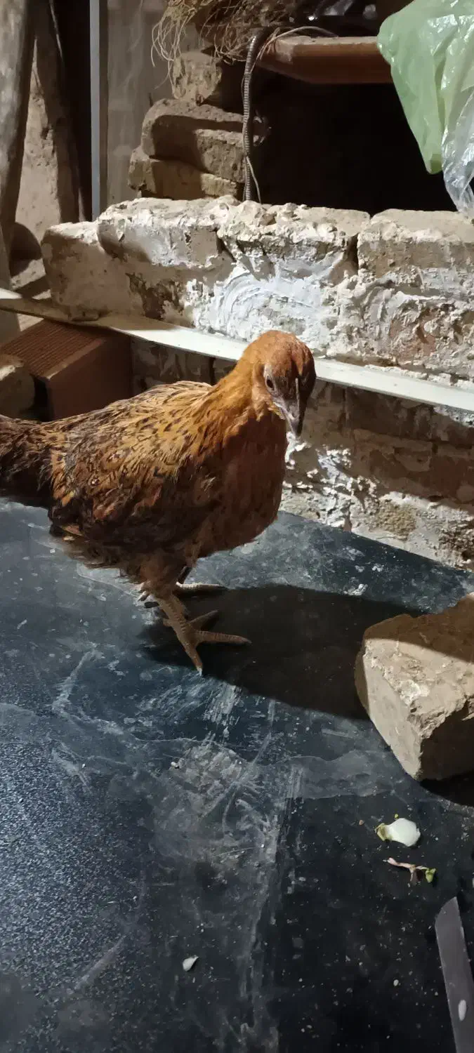 جوجه محلی ۴ ماهه|حیوانات مزرعه|آبیک, |دیوار