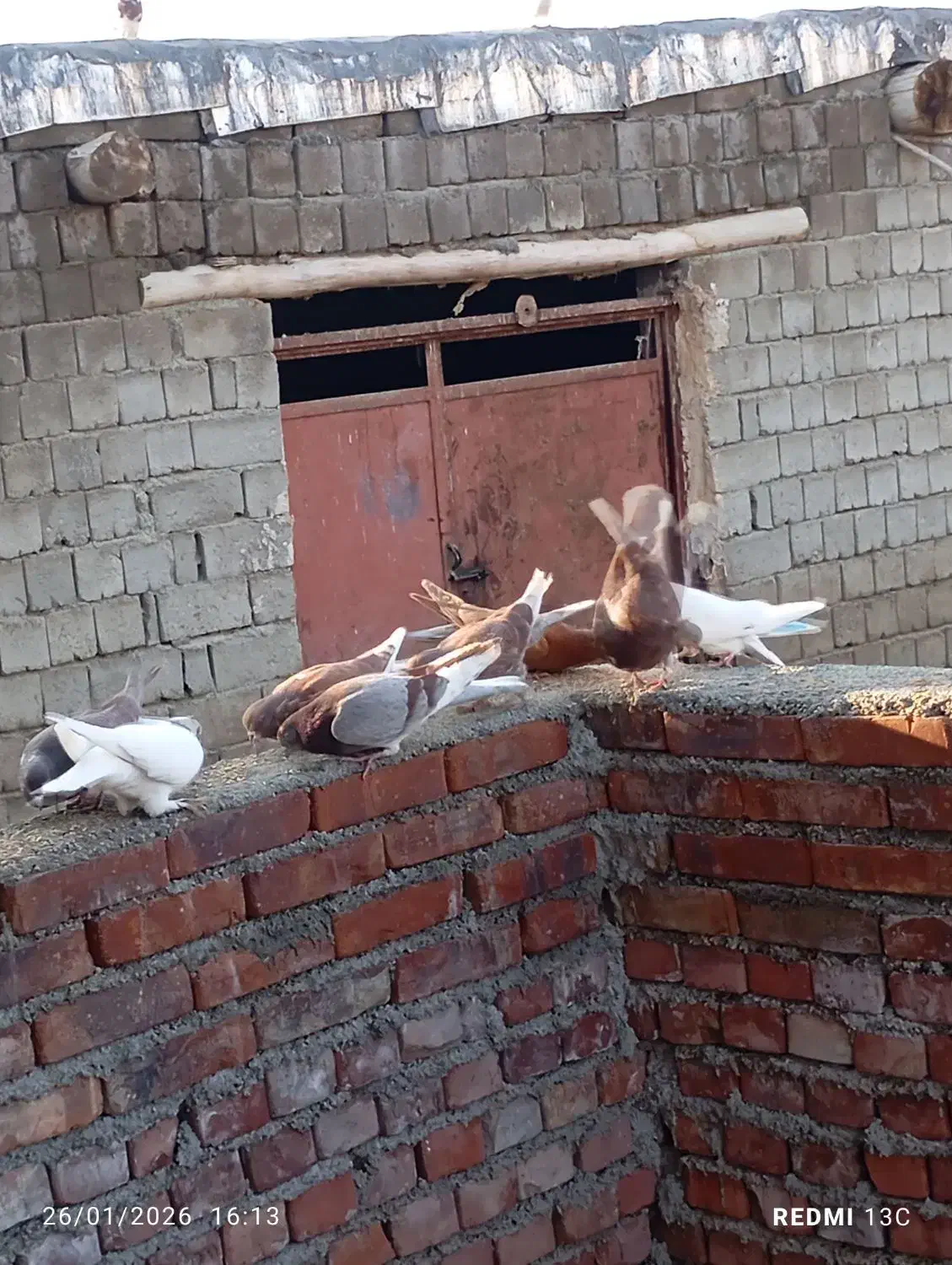 کفتر|پرنده|محمدیار, |دیوار