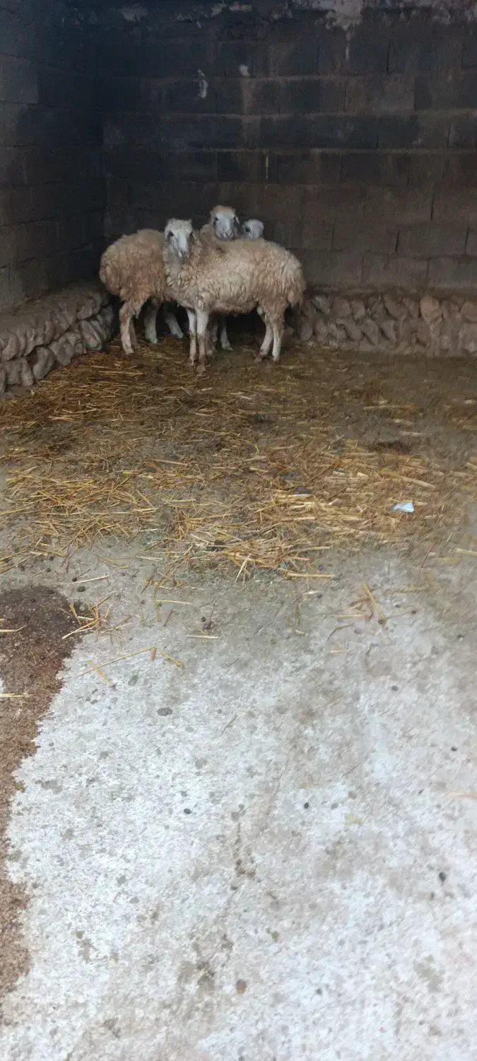 بره|حیوانات مزرعه|بندرعباس, |دیوار