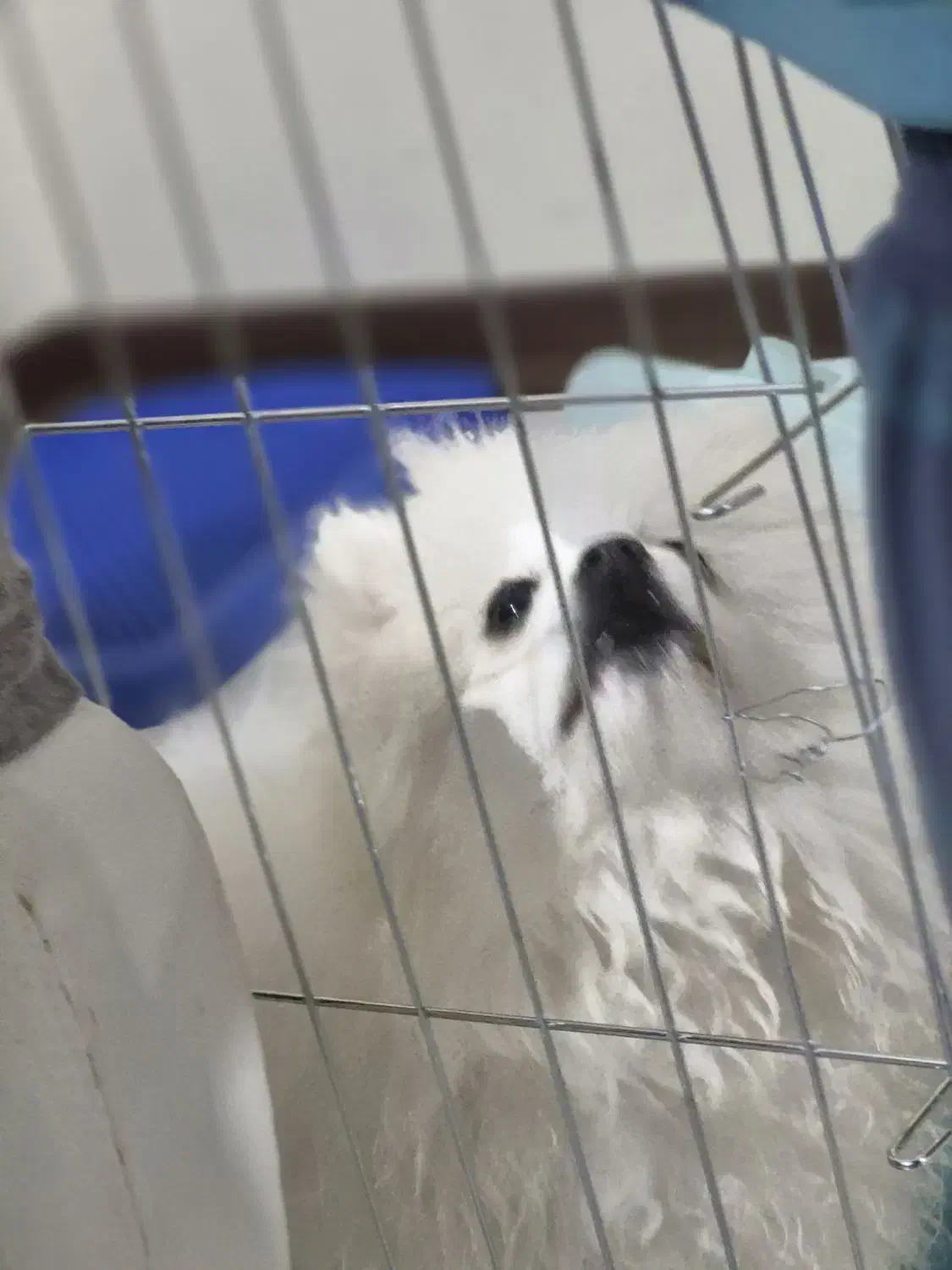 واگذاری سگ|سگ|فردیس, نگارستان|دیوار