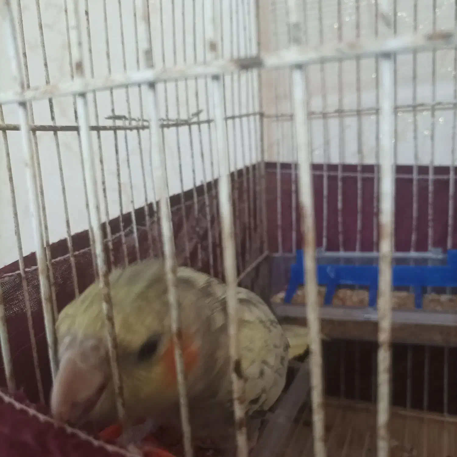 عروس هلندی رام نیمه رام مولد|پرنده|فومن, |دیوار