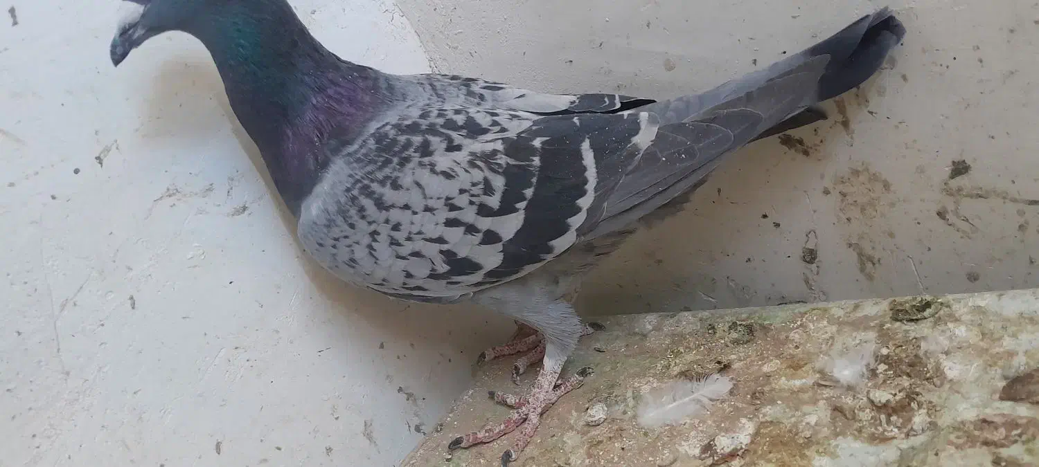 دو کفتر سفید و آلمانی و عروس هلندی|حیوانات|قائن, |دیوار