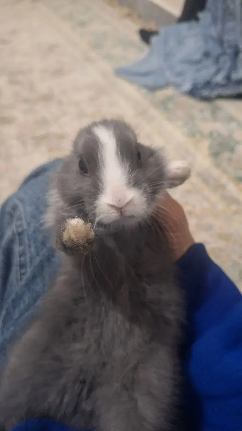 خرگوش|موش و خرگوش|قرچک, میرزائی شمالی|دیوار