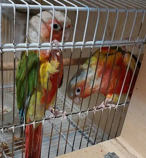 جفت گرینچیک آناناسی دبل رد اکستریم نر و ماده بالغ|پرنده|مشهد, سعد آباد|دیوار