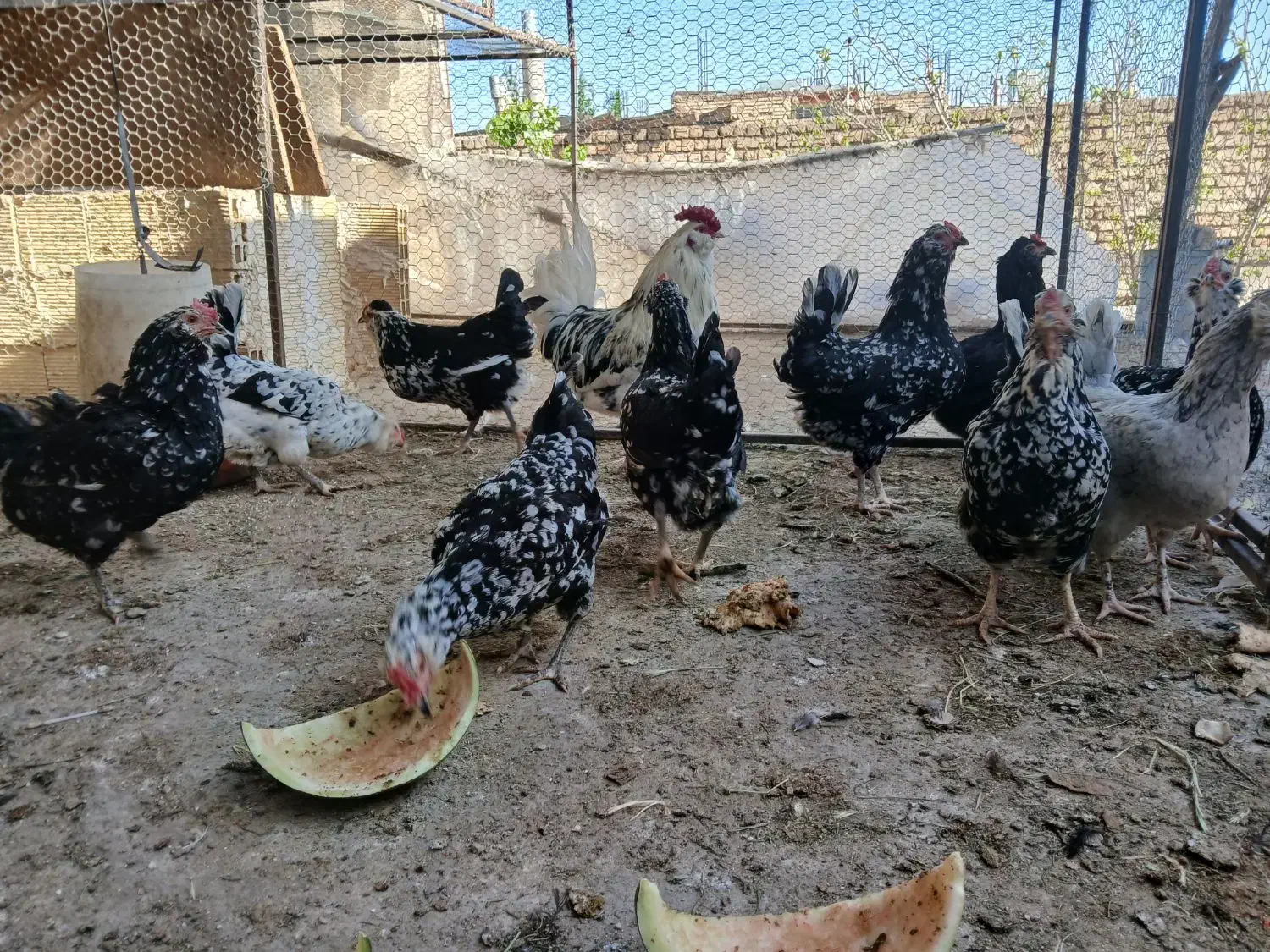 تخم نطفه دار گلین لری اصیل|حیوانات مزرعه|فولادشهر, زاینده رود|دیوار