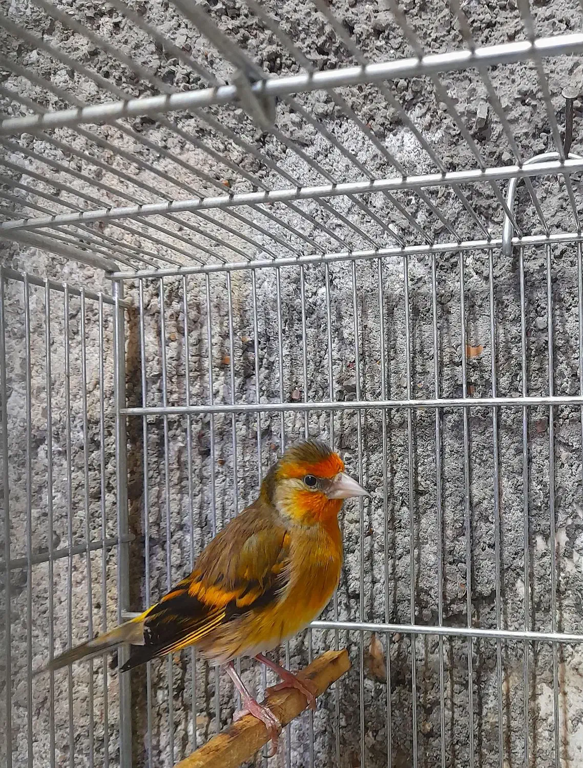 سهرقناری دهن سرخ|پرنده|دزفول, |دیوار