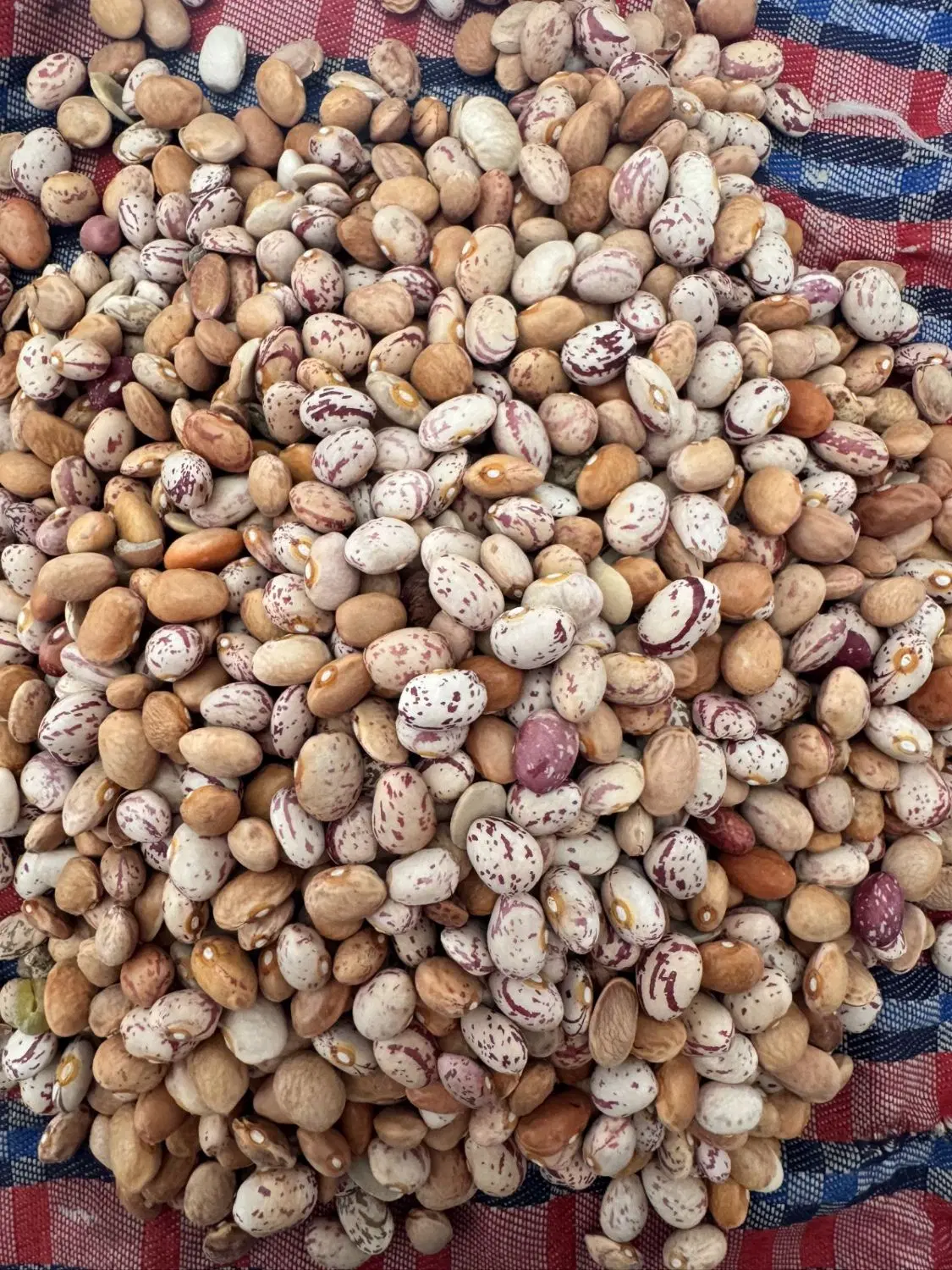 چیتی|خوردنی و آشامیدنی|الیگودرز, |دیوار