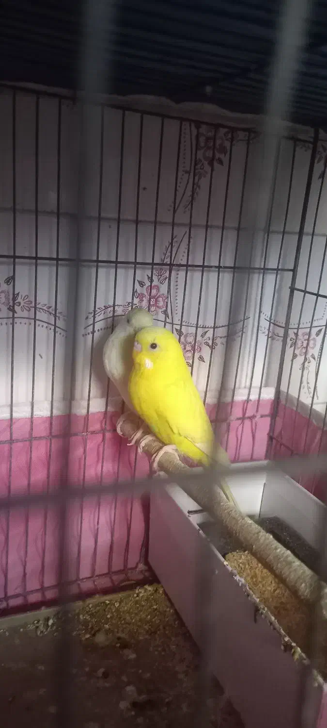 مرغ عشق|پرنده|برازجان, |دیوار