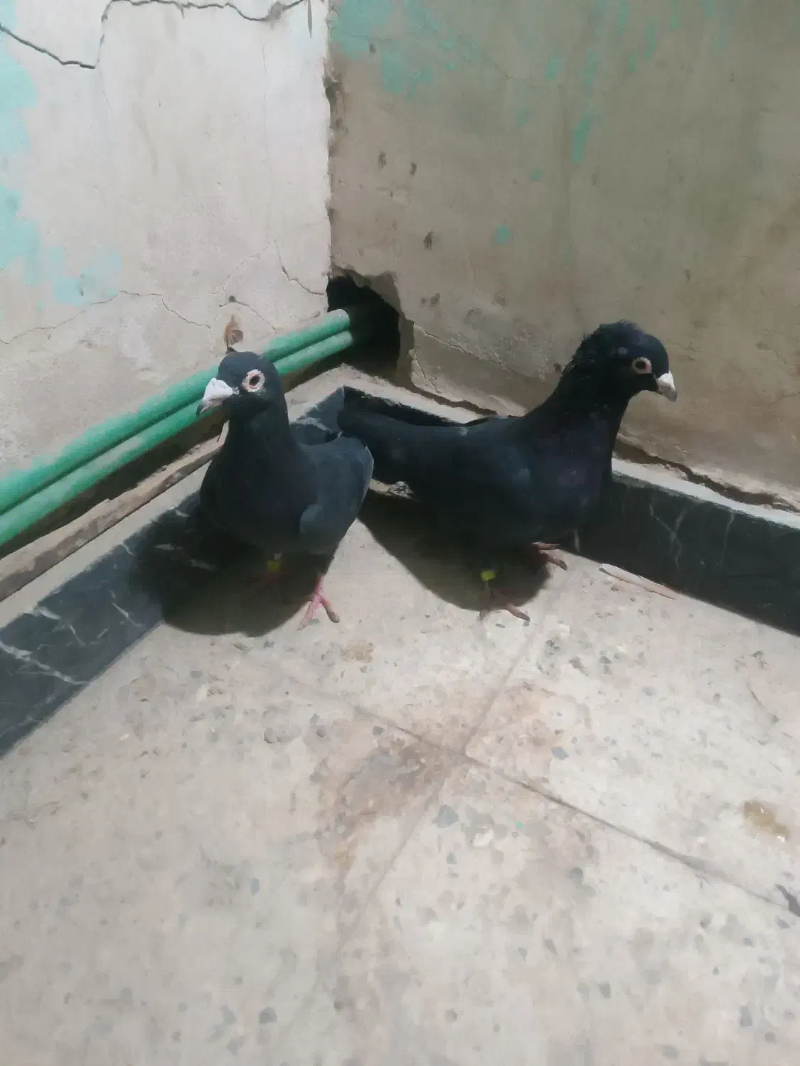 مجسمه زاغ سیستانی|مجسمه، تندیس، ماکت|زاهدان, |دیوار